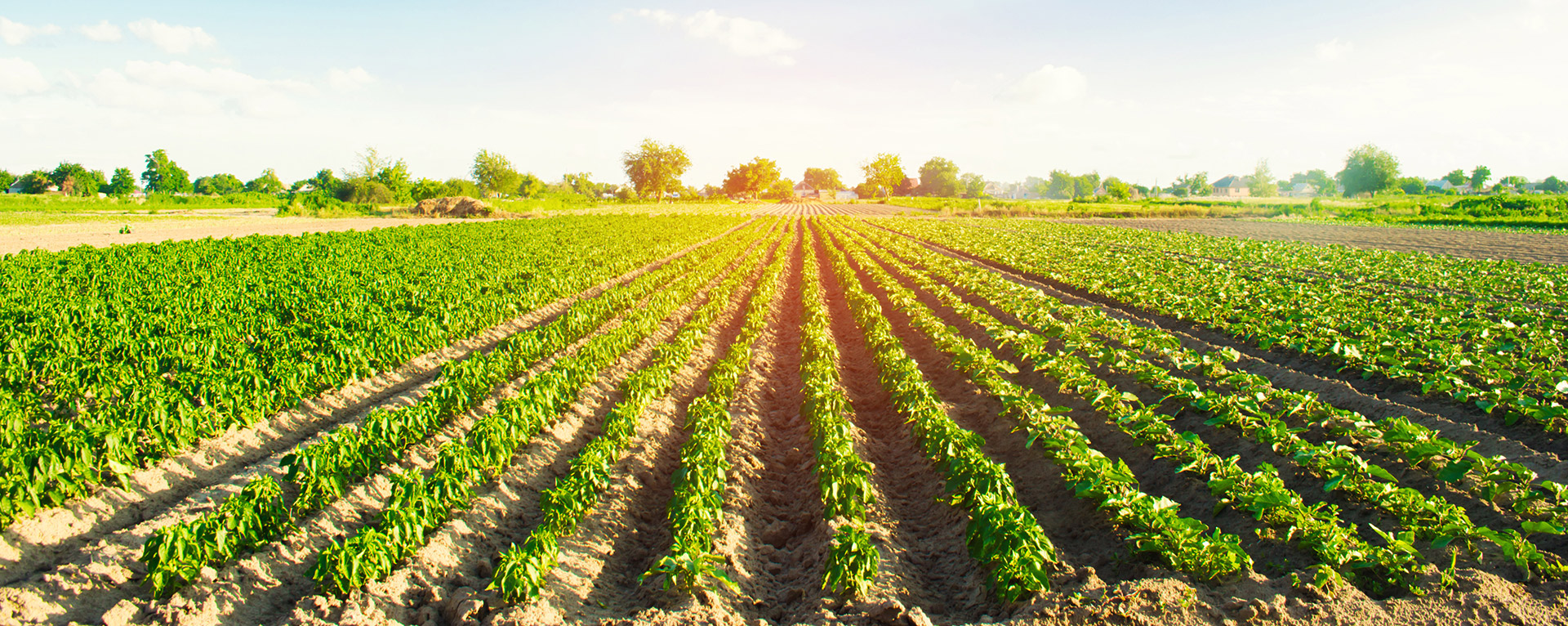 Rows of crops growing in a field